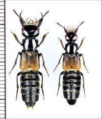 オオハネカクシの一種　Creophilus sp.　ペア　ベトナム北中部