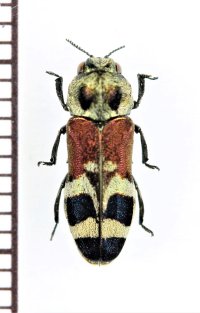 アリバチ擬態のタマムシの一種　Polyonychus tricolor　ベトナム南部