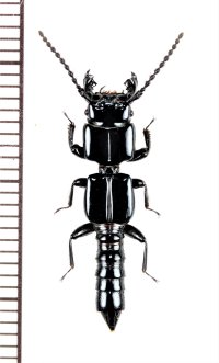 ハネカクシの一種　Leptochirus sp.　ベトナム北中部