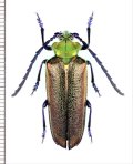 カミキリムシの一種　Cheloderus childreni　♂　チリ