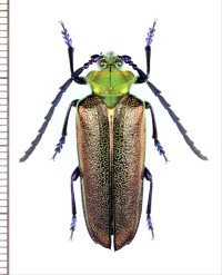 カミキリムシの一種　Cheloderus childreni　♂　チリ