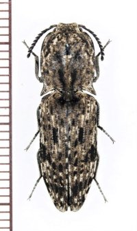 ウバタマコメツキ　♀　沖縄本島