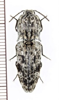 ウバタマコメツキ　♀　伊平屋島