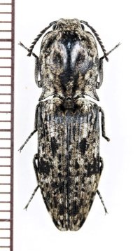 ウバタマコメツキ　♀　徳之島