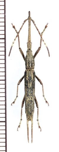 ミツギリゾウムシの一種　Ceocephalus sp.　♂　ベトナム北中部