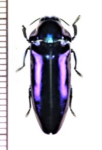 タマムシの一種　Buprestidae species　フィリピン（ミンダナオ島）