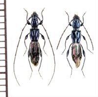 コバルトヒゲナガコバネカミキリ　ペア　奄美大島