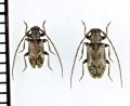 リュウキュウクモガタケシカミキリ　ペア　徳之島