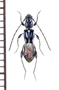 コバルトヒゲナガコバネカミキリ　♀　奄美大島