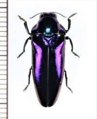 タマムシの一種　Buprestidae species　フィリピン（ミンダナオ島）