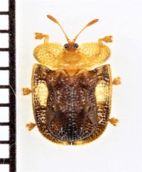 チャイロヒラタカメノコハムシ　奄美大島