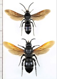 オキナワルリツチバチ　ペア　石垣島