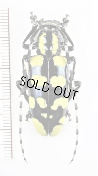 カミキリムシの一種　Anoplophora horsfieldii 　♀　中国（四川省）