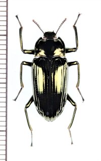 ゴミムシダマシの一種　Tenebrionidae species　フィリピン（ルソン島）