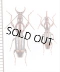 ミツギリゾウムシの一種　Brentidae species　ペア　オマーン