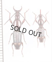 ミツギリゾウムシの一種　Brentidae species　ペア　オマーン