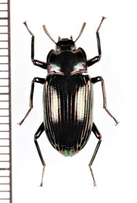 ゴミムシダマシの一種　Tenebrionidae species　フィリピン（ルソン島）