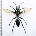 クロアナバチ　琉球亜種　♀　石垣島