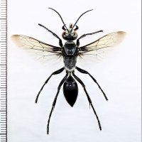 クロアナバチ　琉球亜種　♀　石垣島
