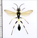 キゴシジガバチ　先島亜種　♀　石垣島