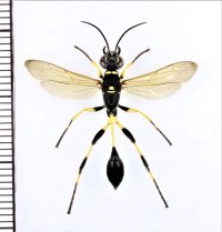 キゴシジガバチ　先島亜種　♀　石垣島