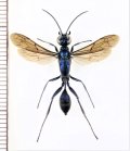 ヤマトルリジガバチ　♀　石垣島