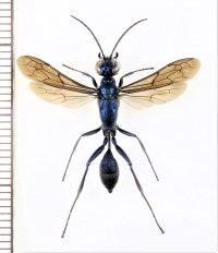 ヤマトルリジガバチ　♀　石垣島