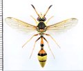 クロスジスズバチ　琉球亜種　♀　石垣島