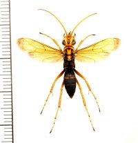 モンクモバチ　♀　石垣島