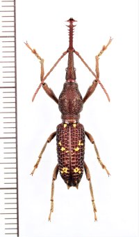ミツギリゾウムシの一種　 Stratiorrhina xiphias　♂　インドネシア（ボルネオ島）