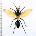 キンモウアナバチ　日本亜種　琉球個体群　♀　石垣島