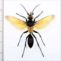 キンモウアナバチ　日本亜種　琉球個体群　♀　石垣島
