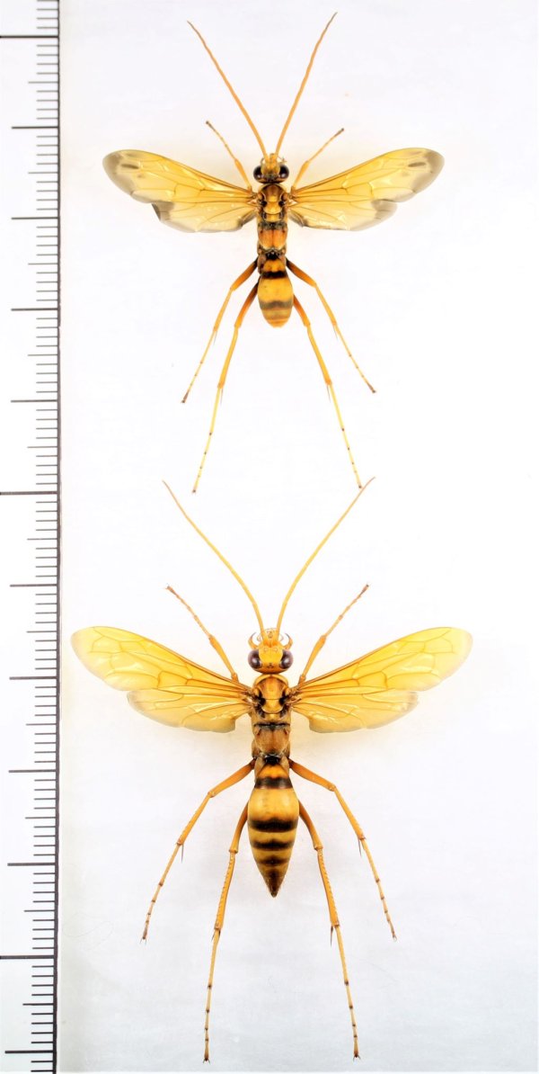 画像1: キイロオオクモバチ　日本亜種　ペア　石垣島