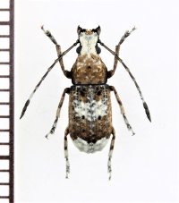 シロヒゲナガゾウムシ　名義タイプ亜種　♂　佐渡島