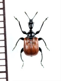 セアカヒメオトシブミ　佐渡島
