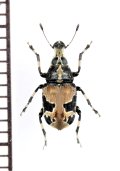 クロフヒゲナガゾウムシ　佐渡島