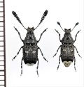 シリジロヒゲナガゾウムシ　ペア　佐渡島