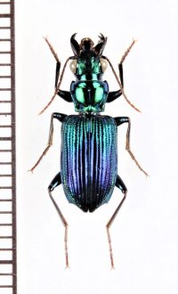 アトバゴミムシの一種　Catascopus sp.　ベトナム北中部