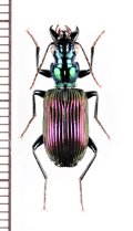 アトバゴミムシの一種　Catascopus sp.　ベトナム北東部