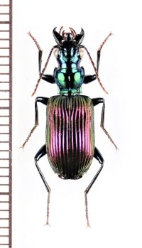 アトバゴミムシの一種　Catascopus sp.　ベトナム北東部