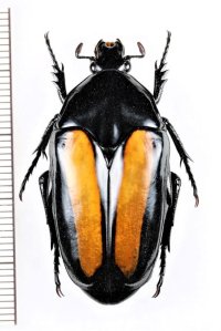 ムナグロフトツヤハナムグリ　Clerota  bodhisattva　♀　ベトナム北東部