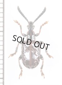 ハムシの一種　Chrysomelidae species　 ベトナム北東部