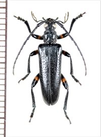 ホソカミキリムシの一種　Cyrtonops tonkineus　ベトナム北東部