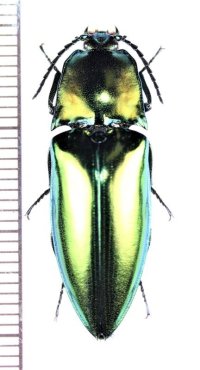 コメツキムシの一種　Campsosternus sp.　♀　ベトナム中部