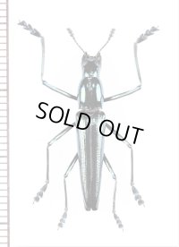 コメツキモドキの一種　 Doubledaya sp.　♀　ベトナム北東部