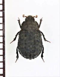 ムツコブスジコガネ　北海道