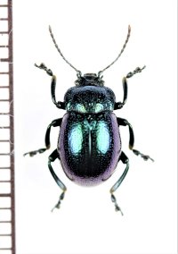ハムシの一種　Chrysolina sp.　北海道