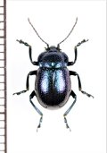 ハムシの一種　Chrysolina sp.　北海道