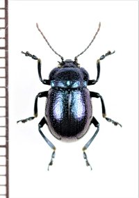 ハムシの一種　Chrysolina sp.　北海道