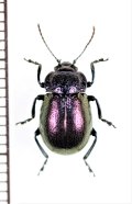 ハムシの一種　Chrysolina sp.　北海道